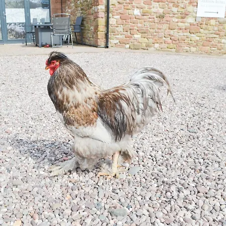 Sians Shepherds Hut - Uk43561 Ferienhaus Bowness-on-Solway