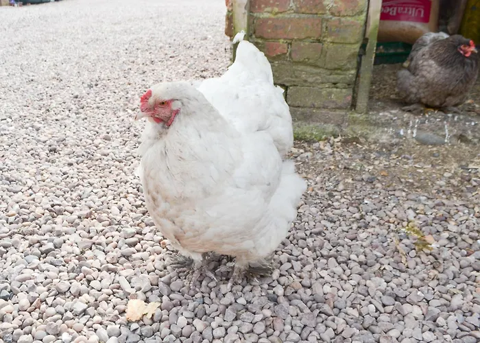 Sians Shepherds Hut - Uk43561